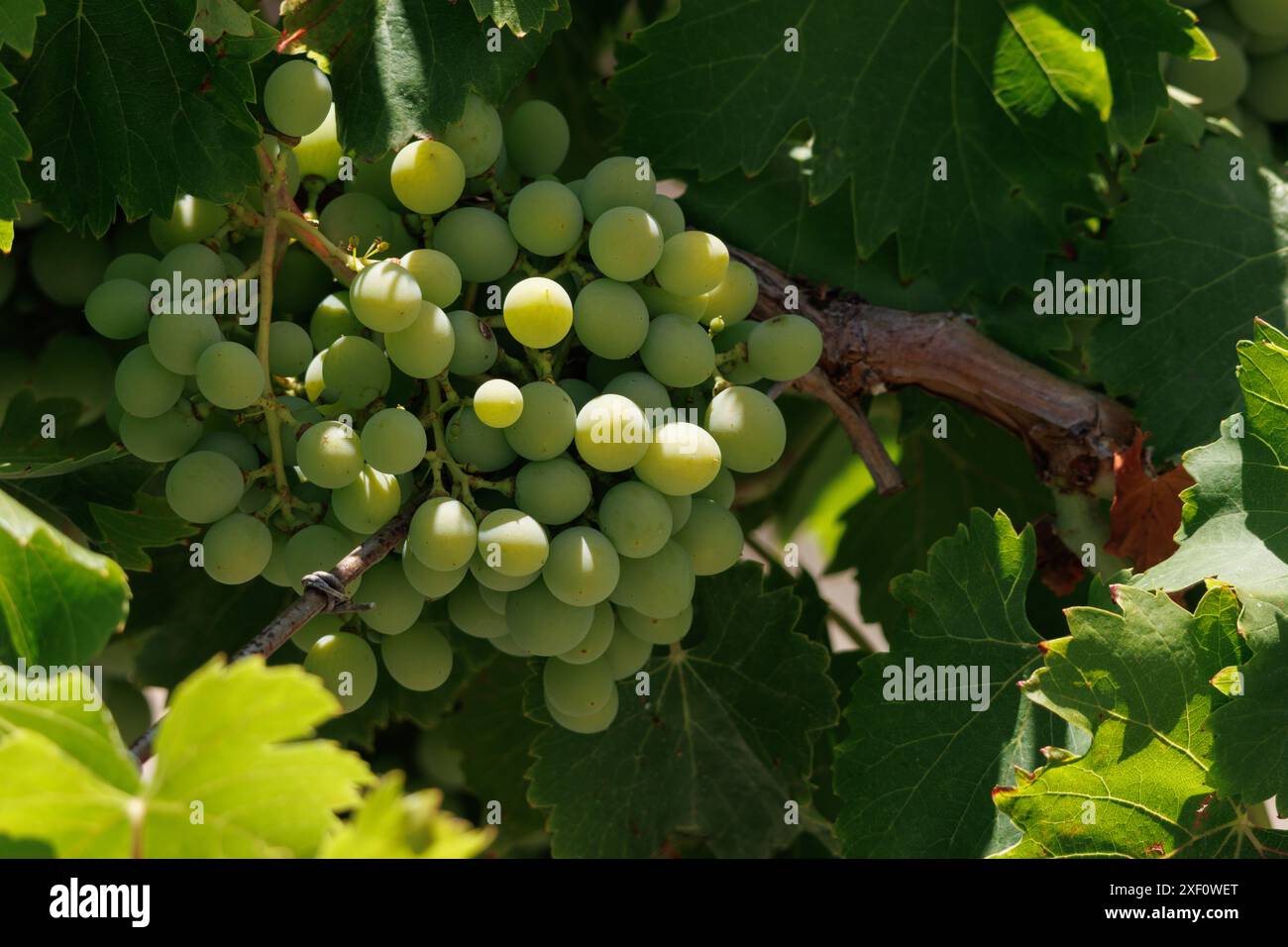 Grappe de raisins mûrissant sur la vigne, Alcoy, Espagne Banque D'Images