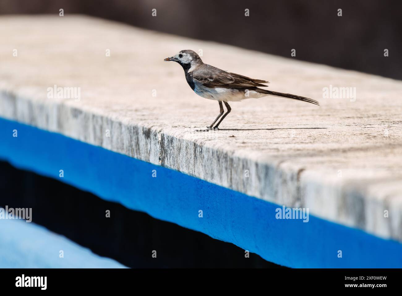 Wtail blanc ou snowbird (Motacilla alba) en été à côté de la piscine à la recherche de nourriture, Alcoy, Espagne Banque D'Images