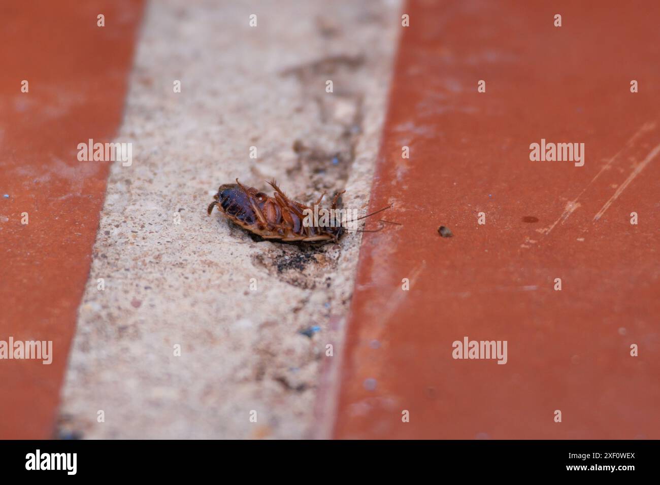 Cafard jouant mort sur le sol d'une terrasse, Alcoy, Espagne Banque D'Images