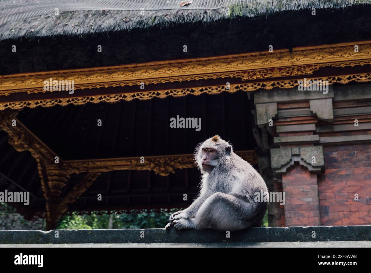 Un singe assis sur un mur d'un temple à Bali Banque D'Images