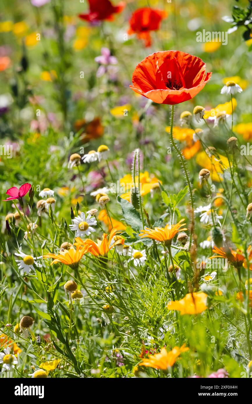 11.09.2024 Bialystok Pologne. L'heure d'été et une prairie colorée de fleurs colorées. Banque D'Images