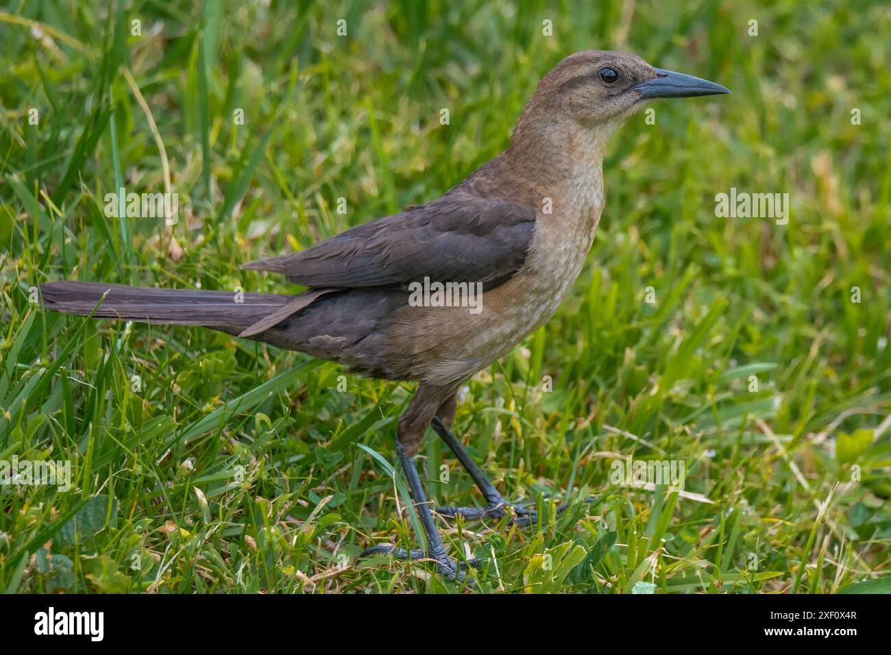 Femelle grackle à queue de bateau dans l'herbe Banque D'Images