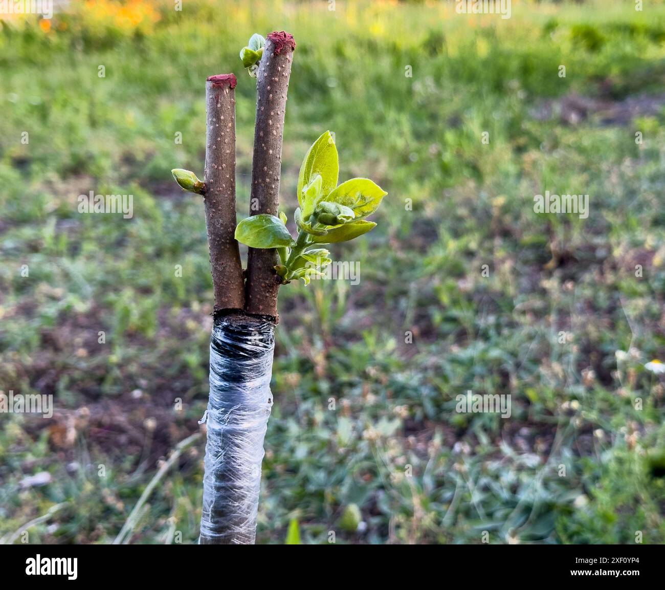 Technique de greffe d'arbres au printemps. Greffer Gidani Tani sur un palmier dattier sauvage. Application de la technique de greffe fendue. Loisirs de jardin Banque D'Images