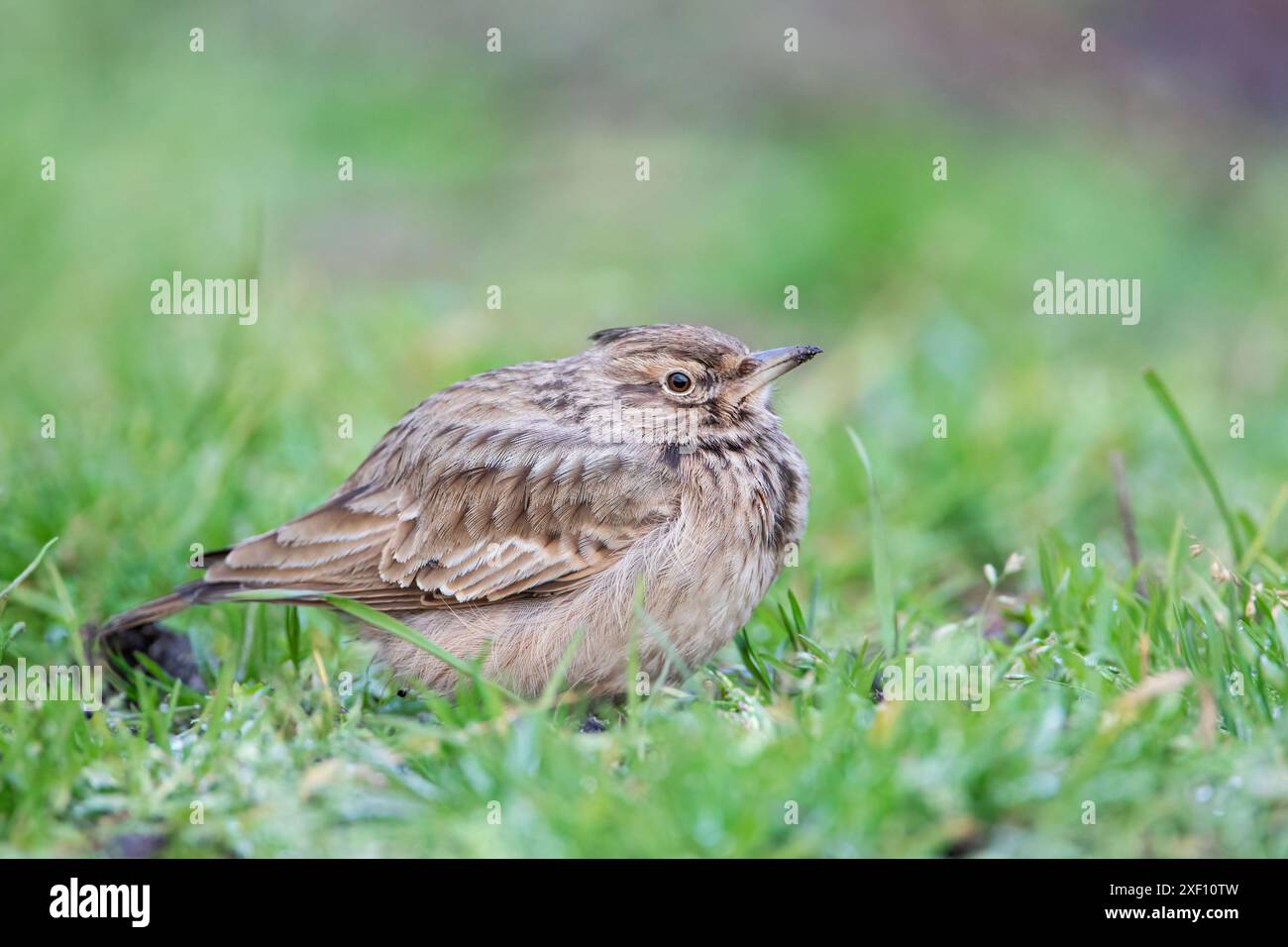 Lark à crête (Galerida cristata) aux pays-Bas Banque D'Images