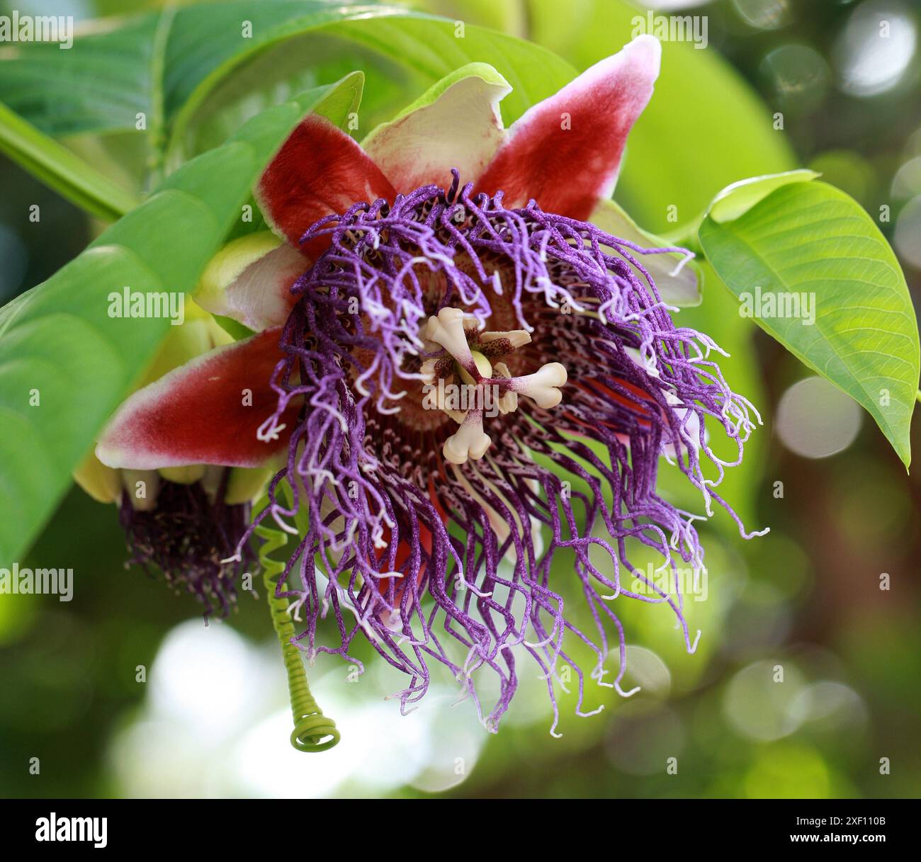 Fleur de la passion, Passiflora quadrangularis, Passifloraceae. Alias Giant ou Sweet Granadilla, Giant Tumbo ou Badea. Amérique centrale. Banque D'Images