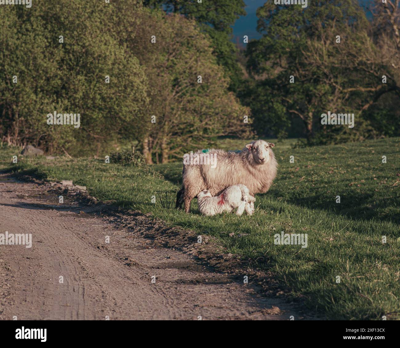 Promenades dans le parc national de Snowdonia Banque D'Images