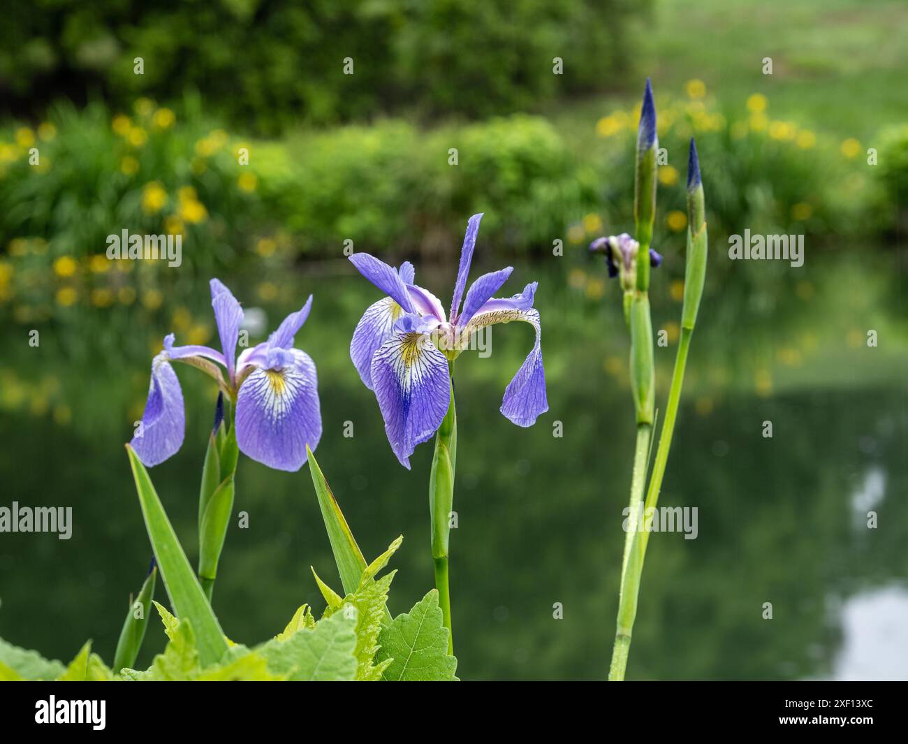 Un drapeau bleu du Nord éclate près de l'étang tranquille avec de l'eau calme, tandis que les fleurs jaunes créent une toile de fond joyeuse. Banque D'Images