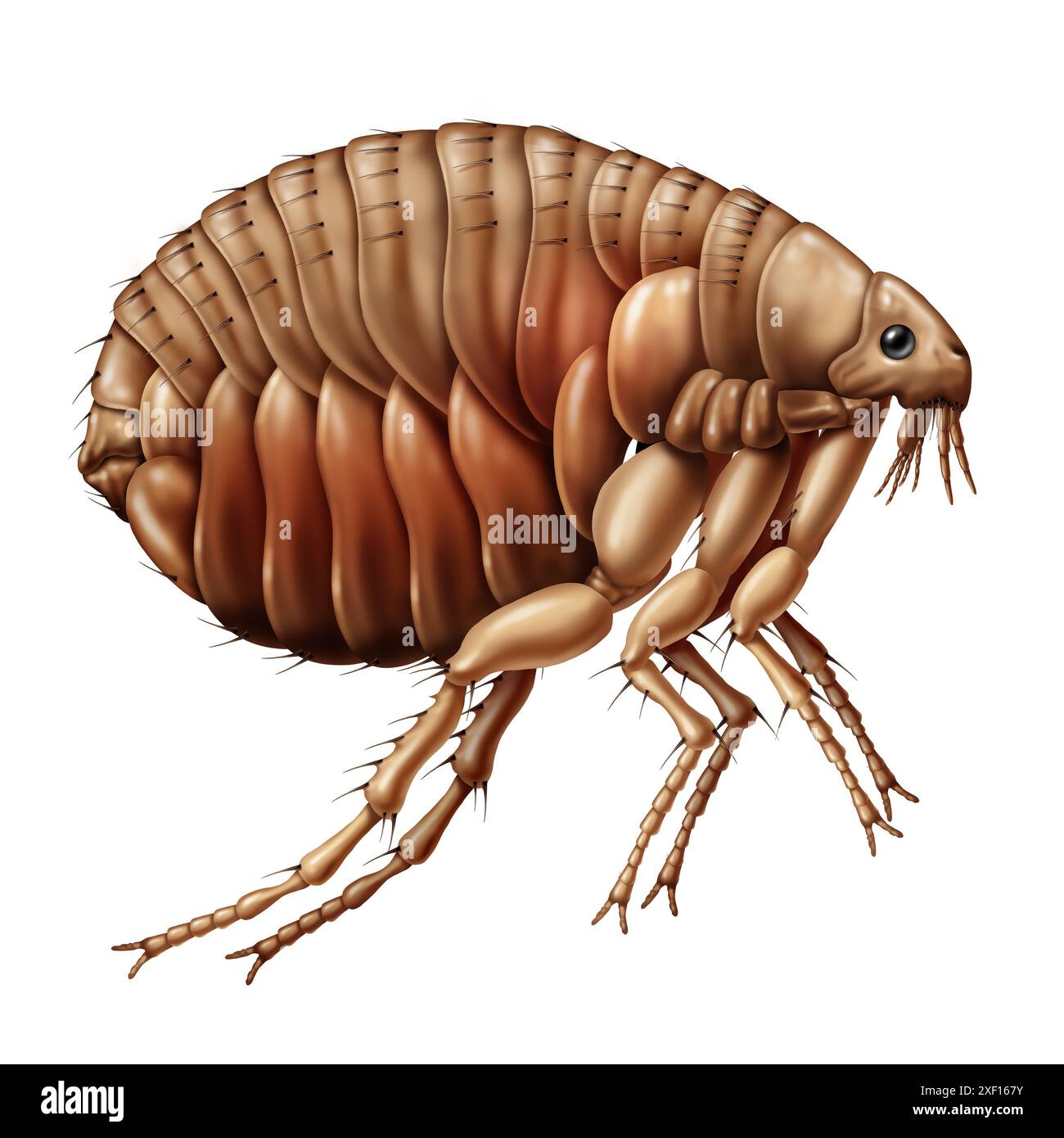 Concept d'insecte de puce comme un parasite sans ailes qui aspire le sang des hôtes mammifères ou oiseaux comme un symbole d'entomologie isolé sur un fond blanc. Banque D'Images