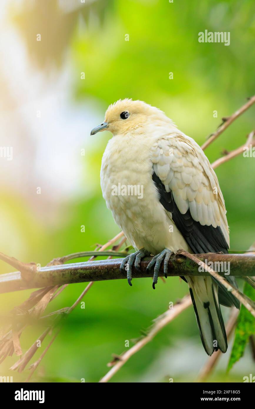 Gros plan d'un pigeon impérial à pied, Ducula bicolor, perché dans une forêt tropicale Banque D'Images