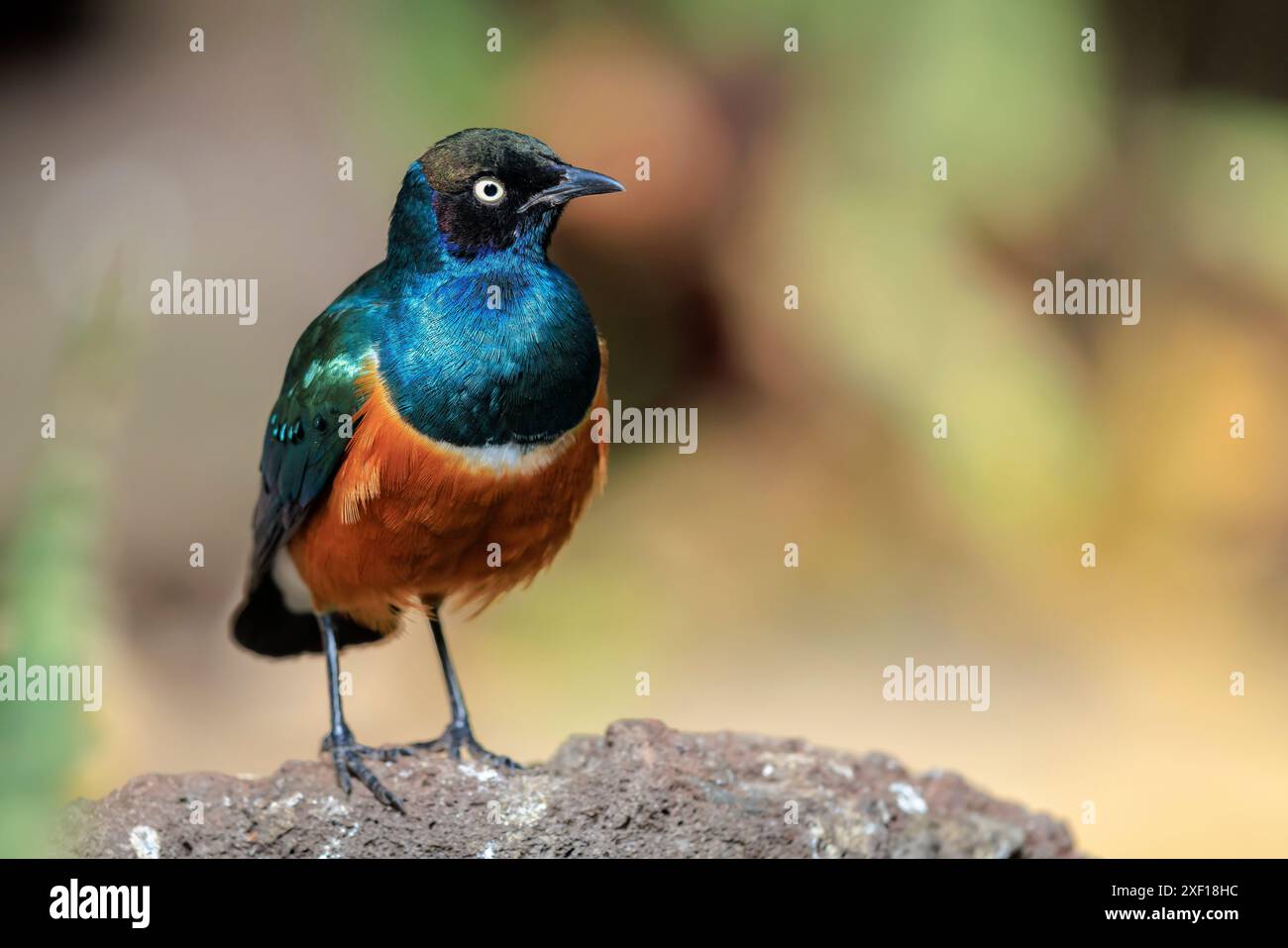 Le superbe superbus Lamprotornis est un membre de la famille des oiseaux. On le trouve généralement en Afrique de l'est, y compris en Éthiopie Banque D'Images