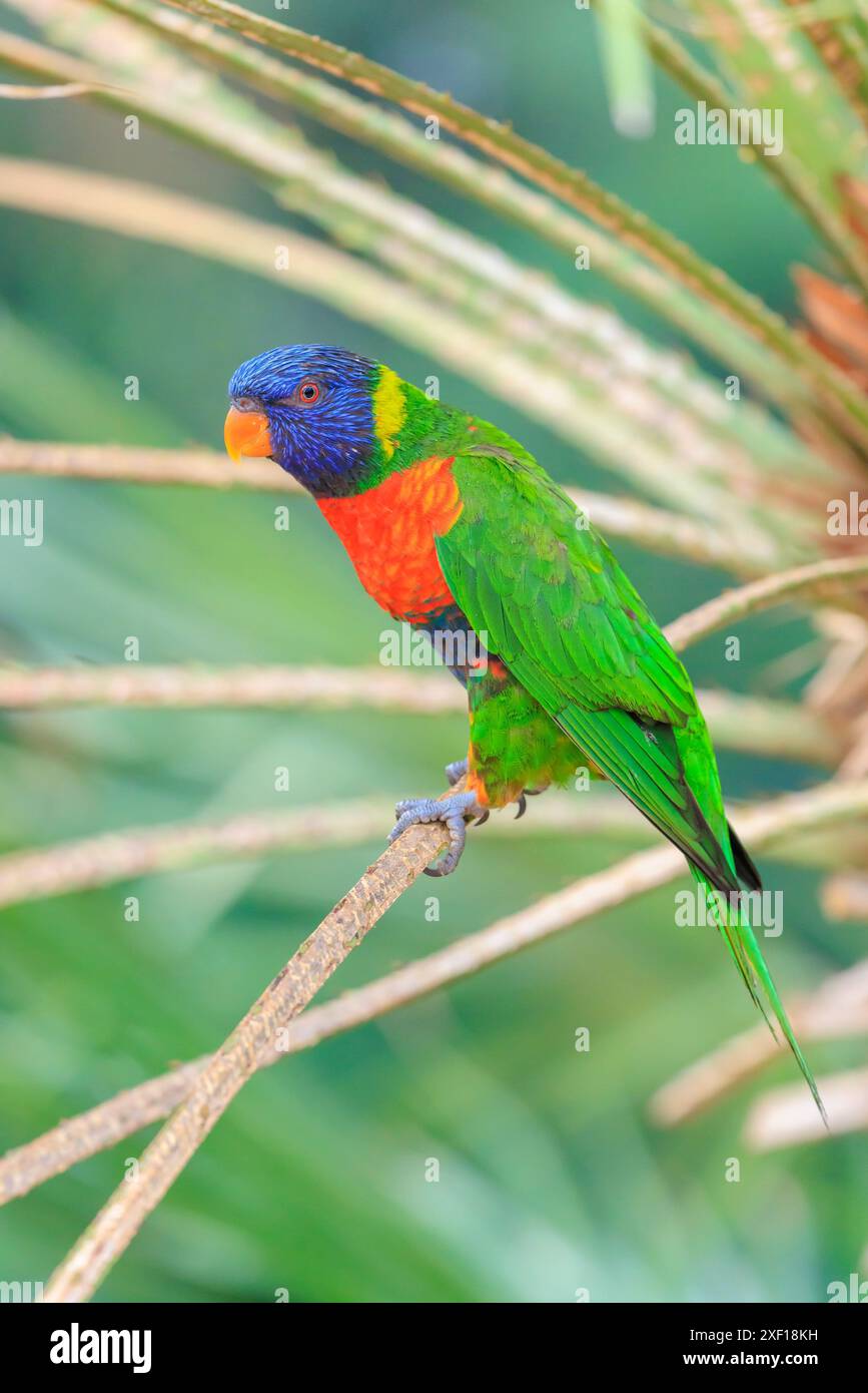 Gros plan d'un lorikeet arc-en-ciel perché, Trichoglossus moluccanus, ou perroquet arc-en-ciel lory. Un oiseau coloré vivant originaire d'Australie. Banque D'Images