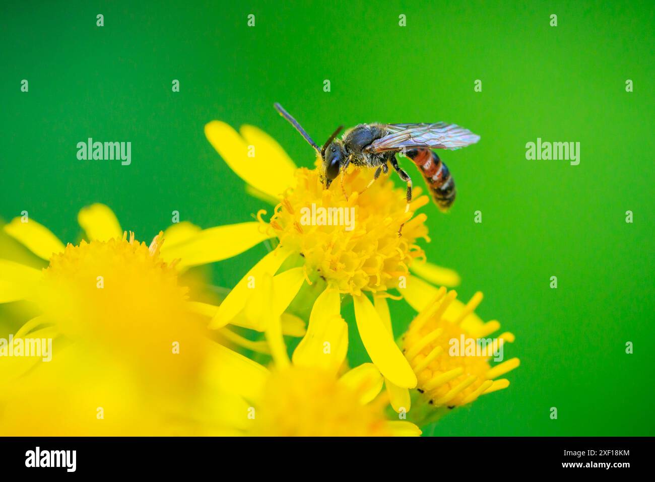 Gros plan d'un lasioglossum calceatum, espèce paléarctique d'abeille sudorifère, pollinisant sur une fleur jaune. Banque D'Images
