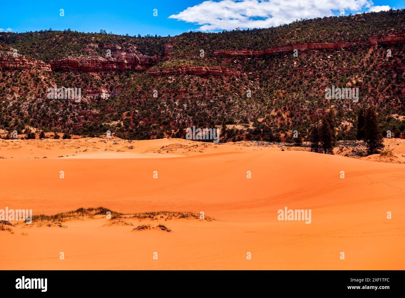 Les dunes de sable doré s'élèvent majestueusement sur fond de ciel bleu vif et de nuages blancs moelleux dans le parc d'État de Coral Pink Sand Dunes, Kanab, Utah Banque D'Images