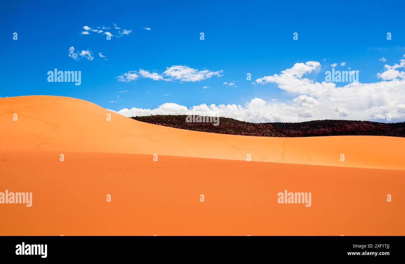Les dunes de sable doré s'élèvent majestueusement sur fond de ciel bleu vif et de nuages blancs moelleux dans le parc d'État de Coral Pink Sand Dunes, Kanab, Utah Banque D'Images