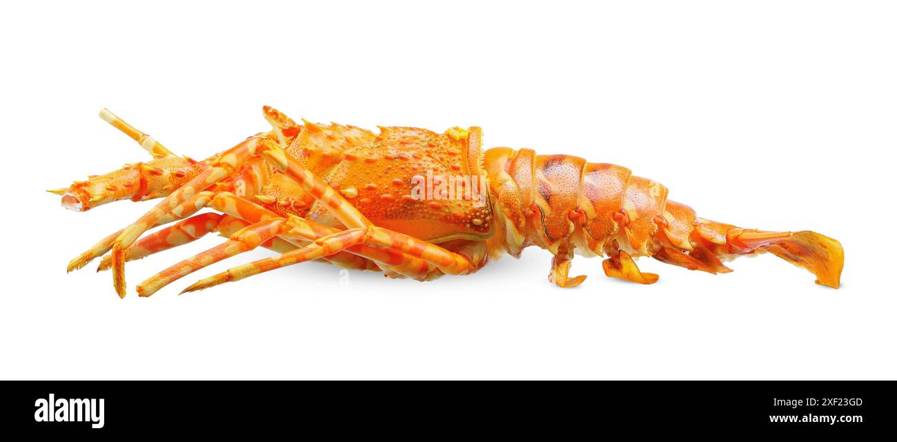 homard à vapeur isolé sur fond blanc. chemin de coupe de homard Banque D'Images