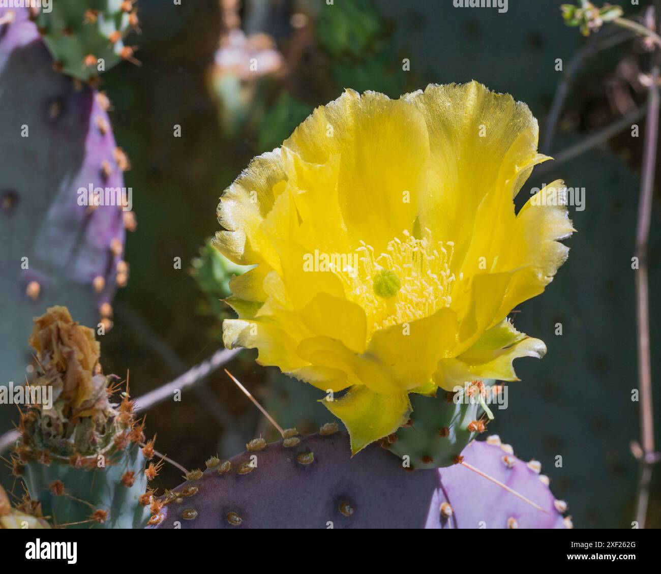 Fleur de cactus de poire Prickly jaune Banque D'Images