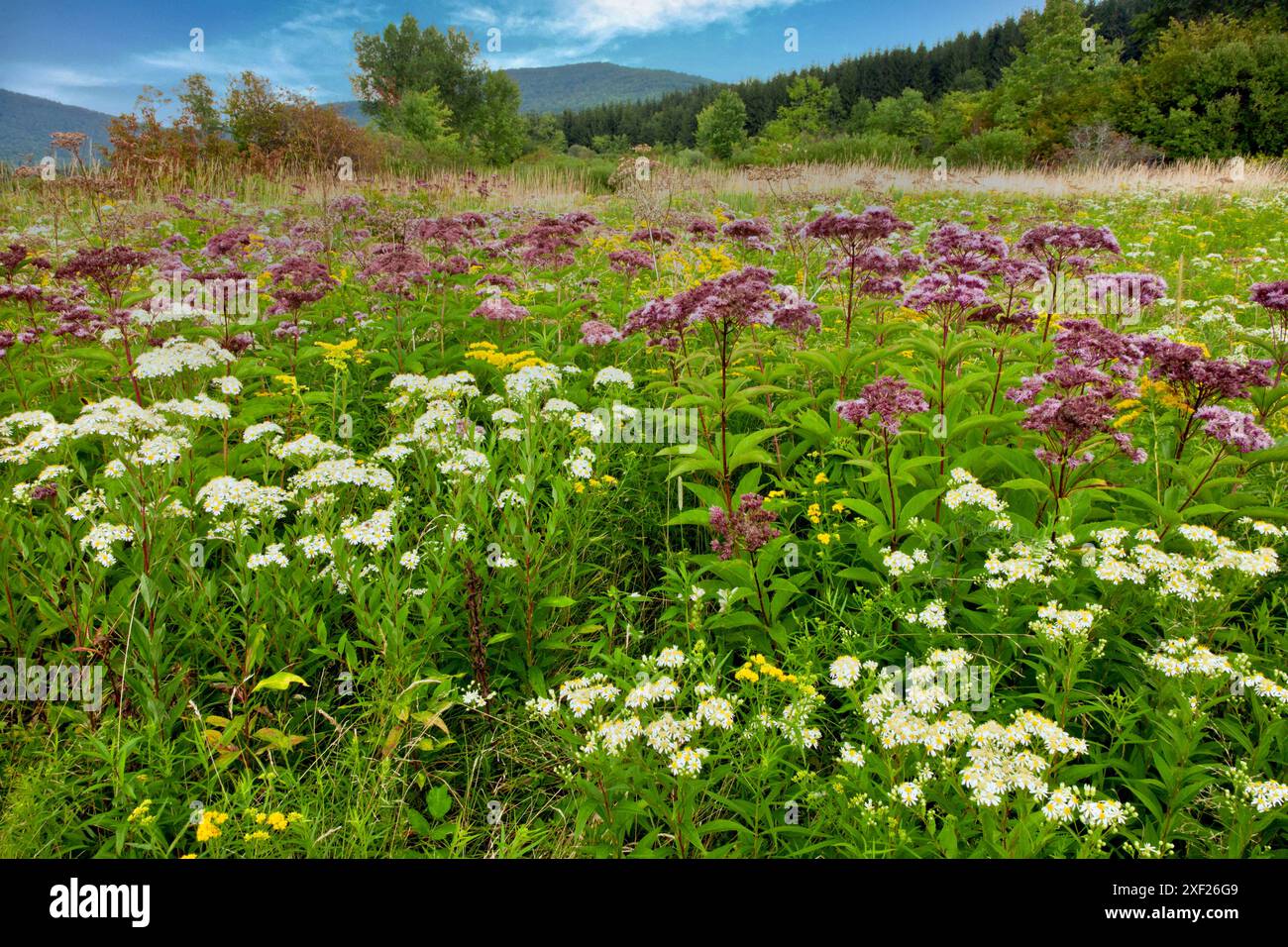 Fleurs sauvages de la fin de l'été, y compris Aster à dessus plat, Joe-Pye-Weed et Goldenrod , fleurissant dans une prairie sauvage près de Stamford dans le comté de Delaware Banque D'Images