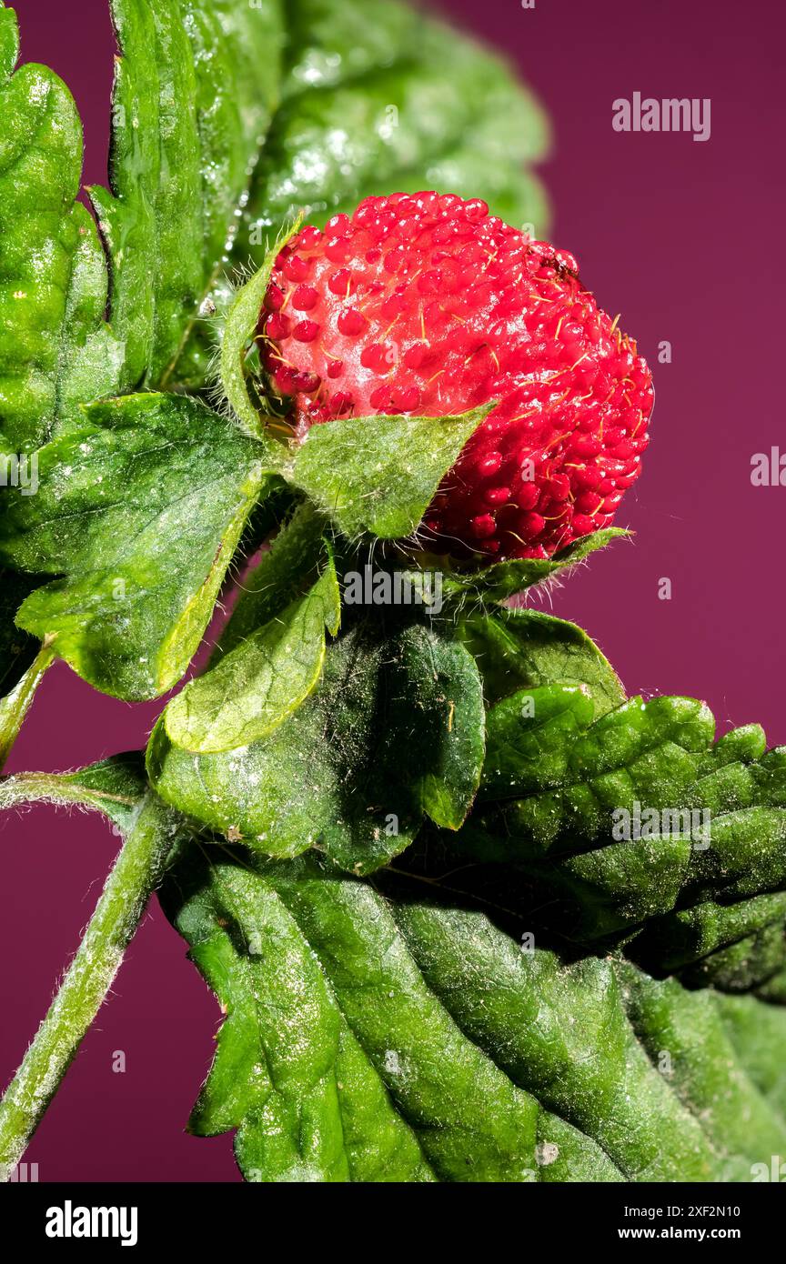 Belle friture rouge Duchesnea indica ou fraise faise sur un fond rose. Gros plan de la tête de fleur. Banque D'Images