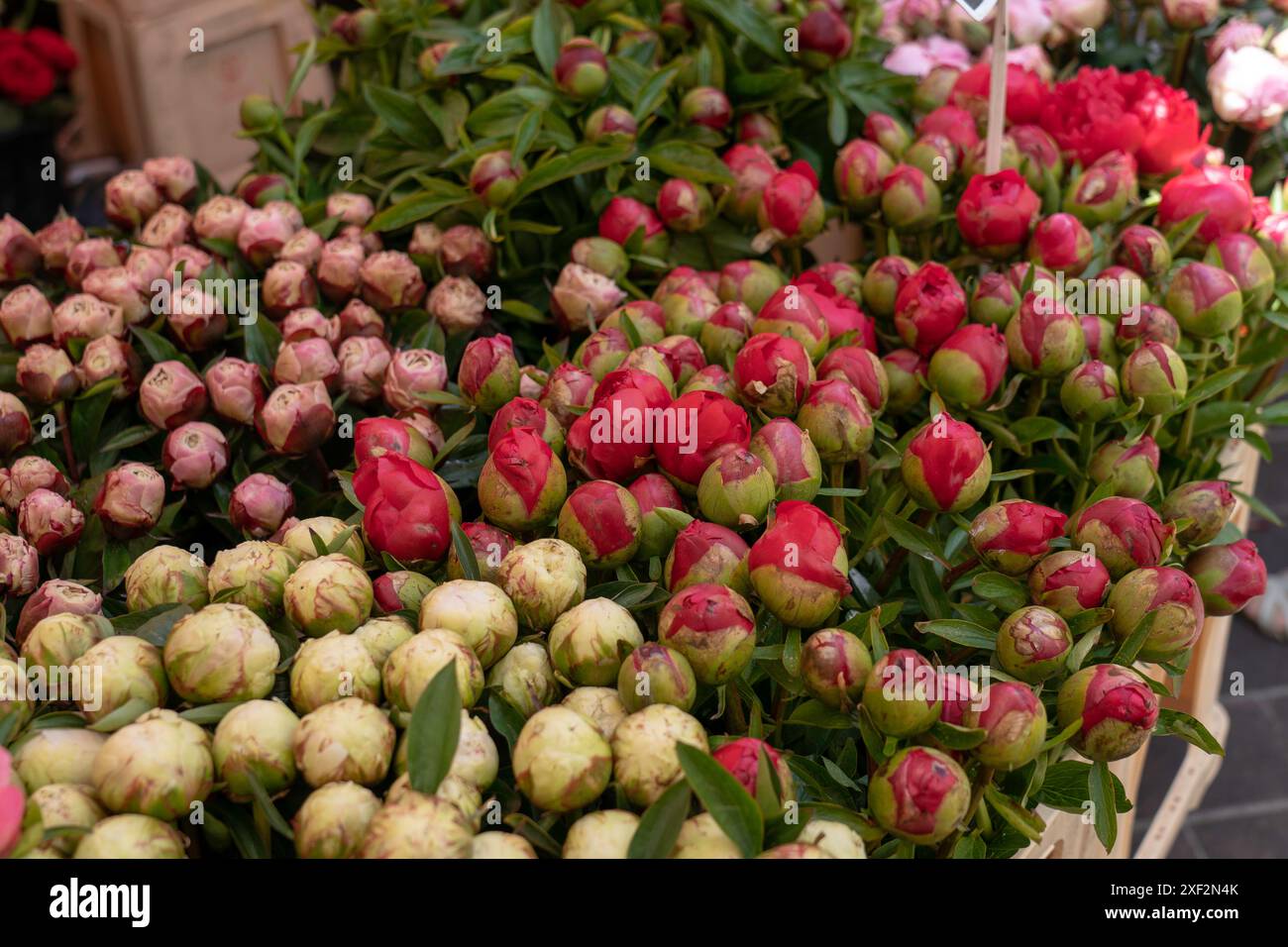 Roses à vendre sur les marchés locaux Banque D'Images