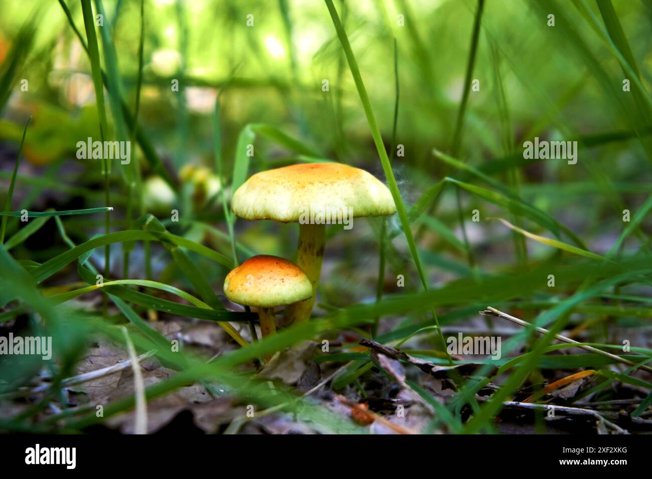 croissance fongique qui prend généralement la forme d'un capuchon bombé sur une tige, avec des branchies sur la face inférieure du capuchon. Banque D'Images