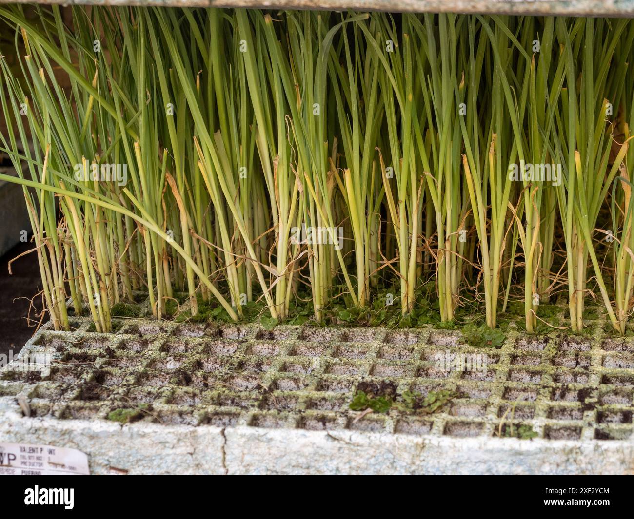 foyer. vente de plantes de jardin. jardin urbain. plantation dans le jardin. autosuffisance Banque D'Images