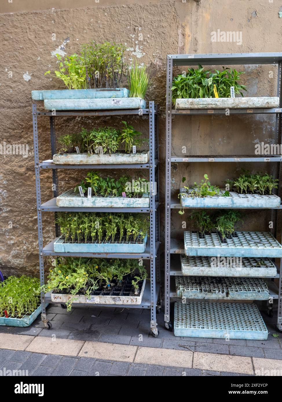 foyer. vente de plantes de jardin. jardin urbain. plantation dans le jardin. autosuffisance Banque D'Images