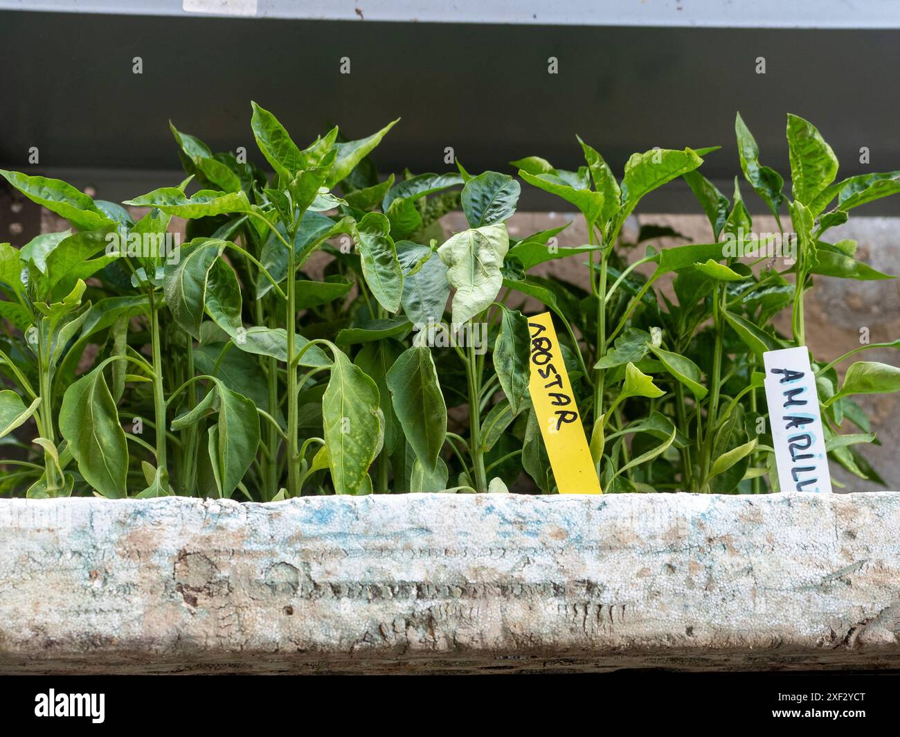 foyer. vente de plantes de jardin. jardin urbain. plantation dans le jardin. autosuffisance Banque D'Images