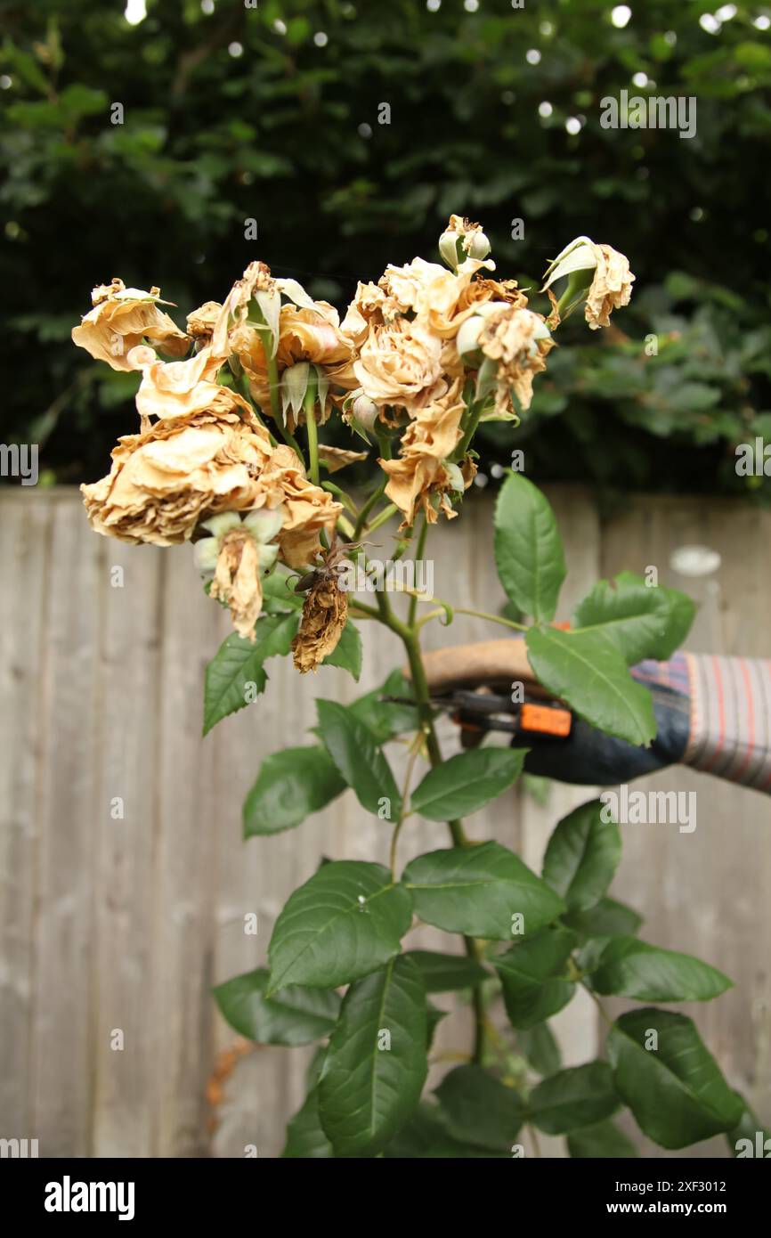 Roses à tête morte sur rosier avec sécateur d'élagage dans British Garden, jour, Angleterre, Royaume-Uni Banque D'Images
