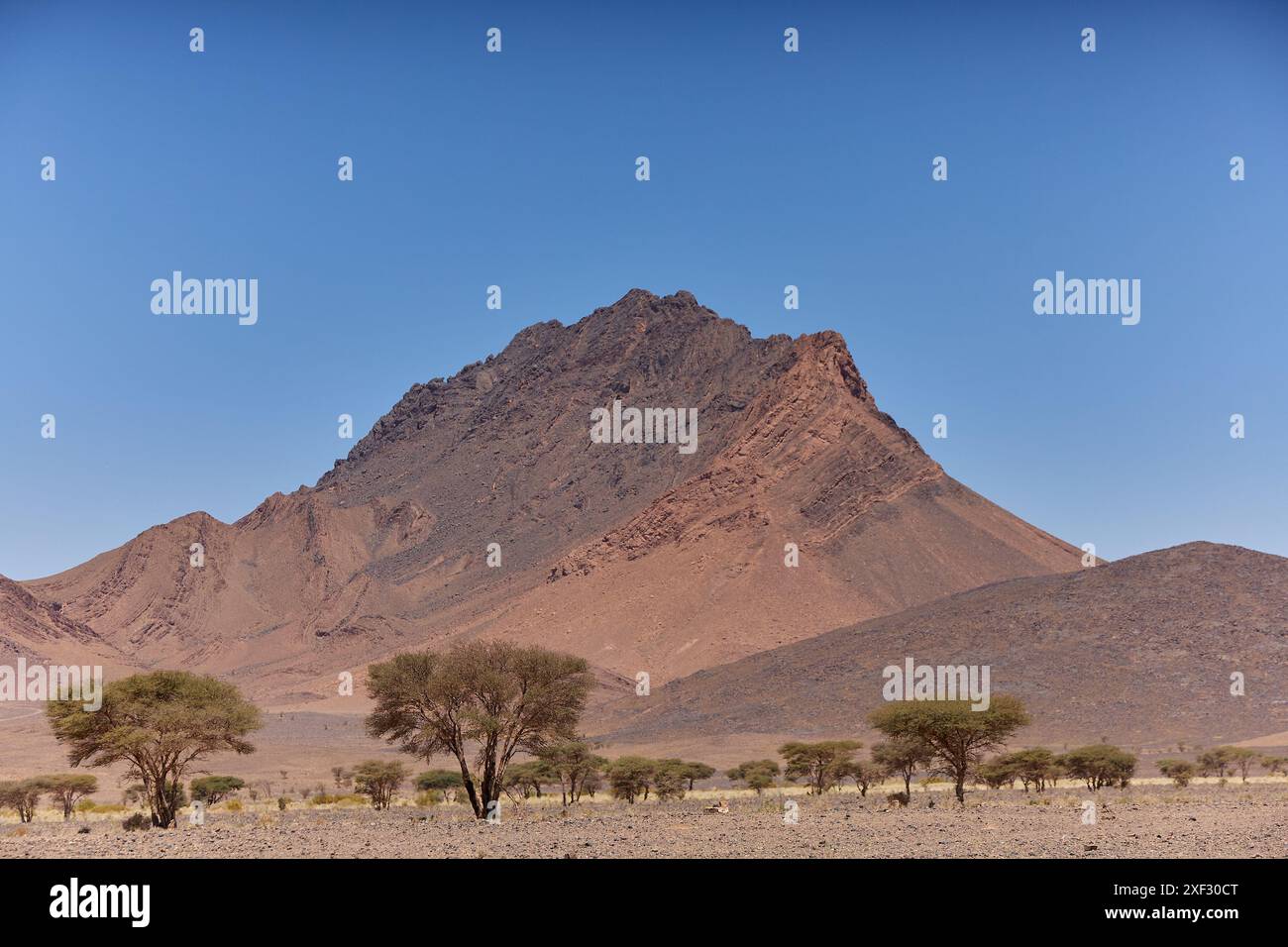 Une montagne escarpée s'élève contre un ciel bleu clair dans le paysage aride du Maroc, entouré d'une végétation clairsemée et d'un terrain aride. Banque D'Images