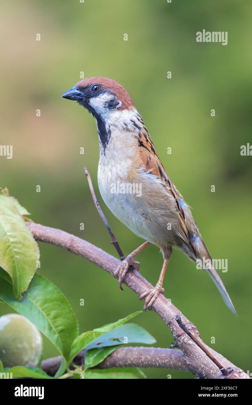 Gros plan du moineau mâle sur un buisson dans le jardin (passer montanus) Banque D'Images