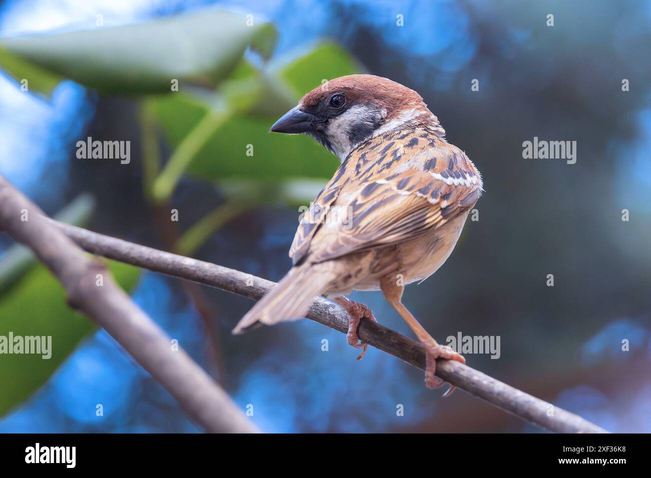 Moineau mâle (passer montanus) Banque D'Images