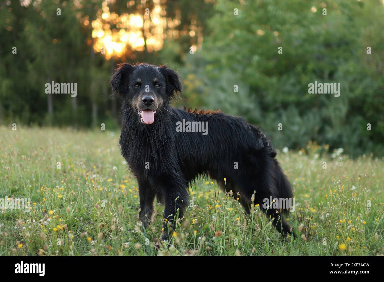 Chien noir debout profitant de l'heure dorée à l'extérieur dans la forêt. portrait de chien adopté mignon à l'heure d'or. Banque D'Images