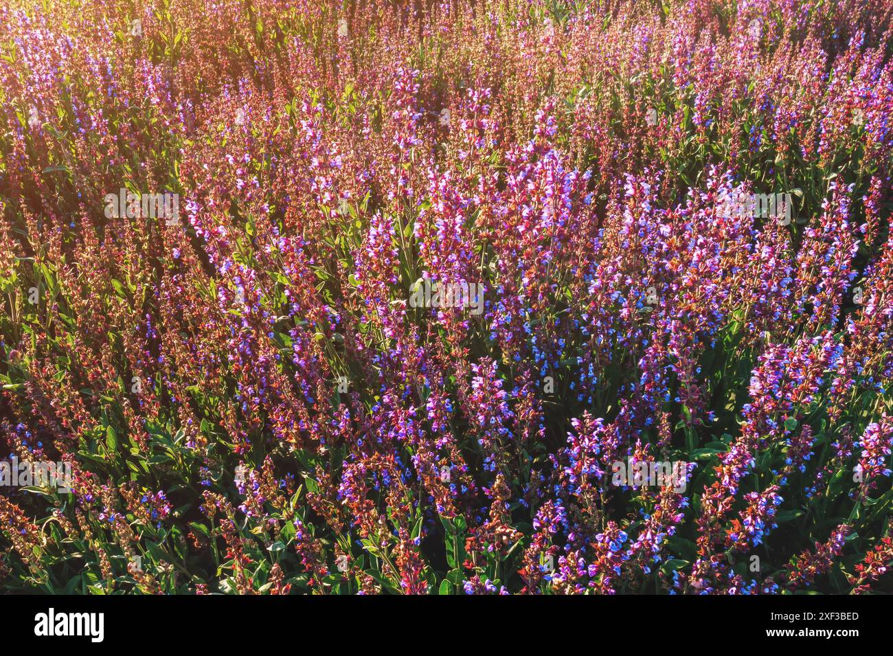Plantation de sauge commune (Salvia officinalis). La sauge est un arbuste pérenne à feuilles persistantes avec des fleurs bleues à violacées, un membre de la famille de la menthe, sélectif Banque D'Images