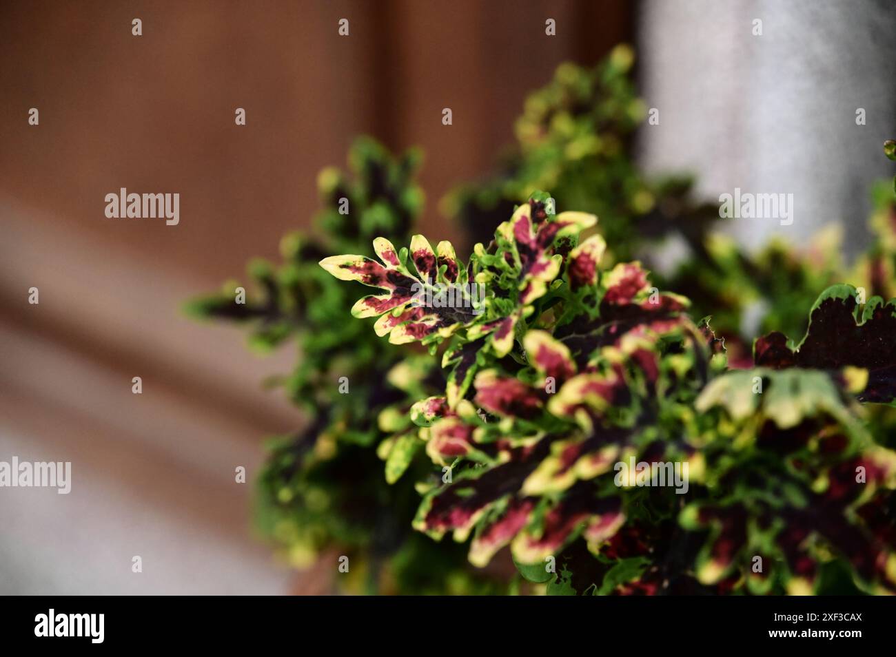 Coleus scutellarioides brille de manière vibrante sur un fond de porte en bois brun, en particulier pendant le coucher du soleil lorsque la lumière du soleil est absente. Banque D'Images