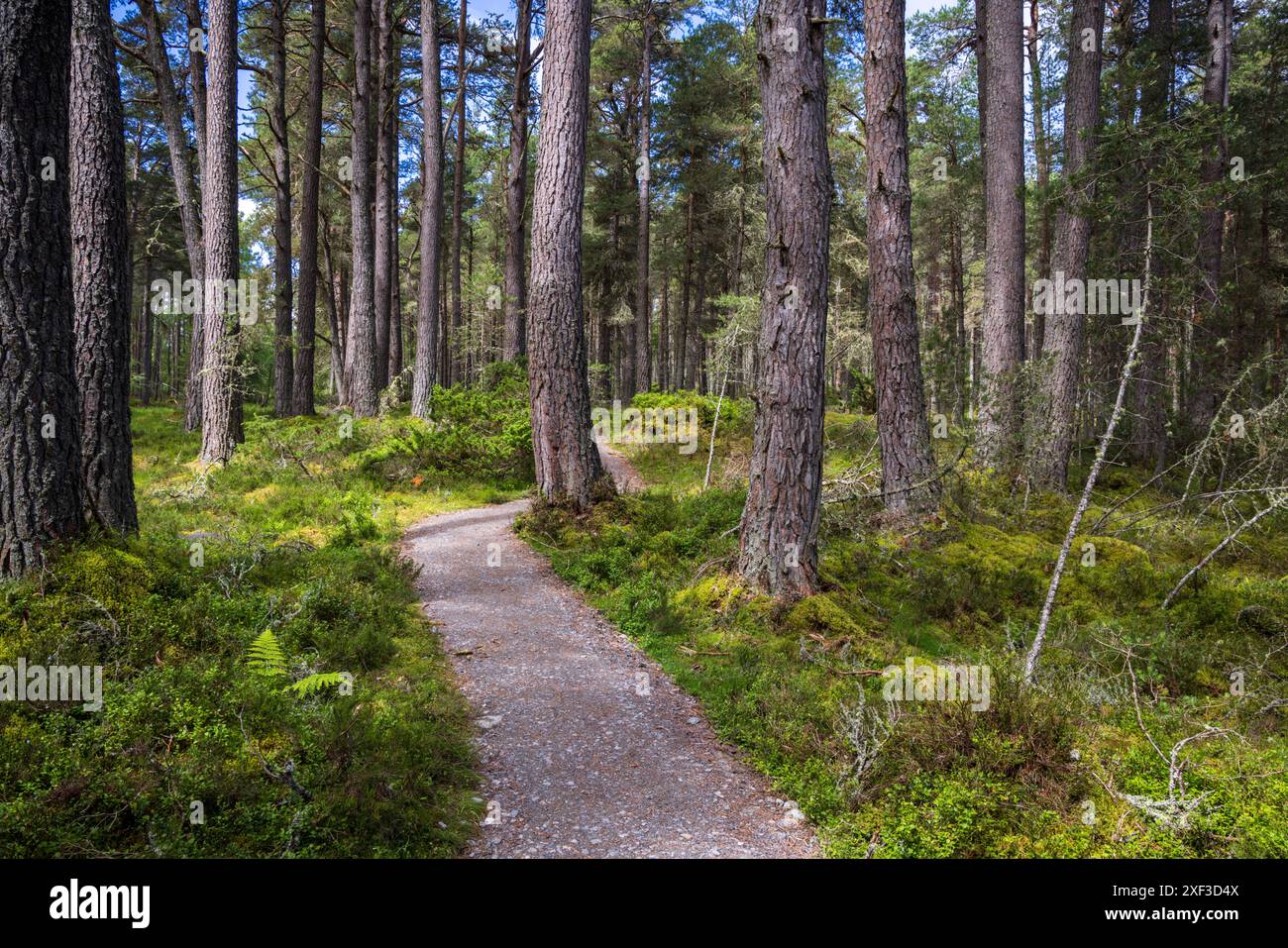 Un chemin à travers les Scots Pines à Loch Garten, Cairngorms, Écosse Banque D'Images