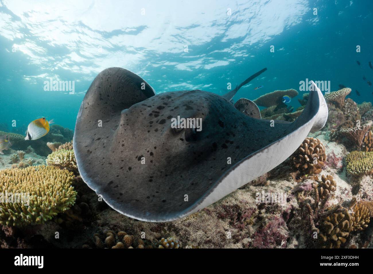 Raie tachetée noire (Taeniura meyeni) sous l'eau Banque D'Images