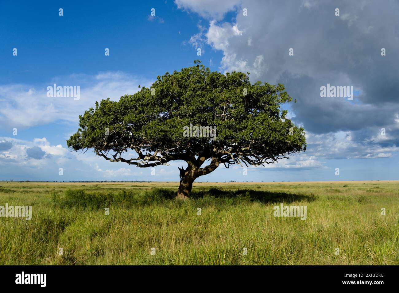 Arbre unique dans la vaste savane du Serengeti Banque D'Images