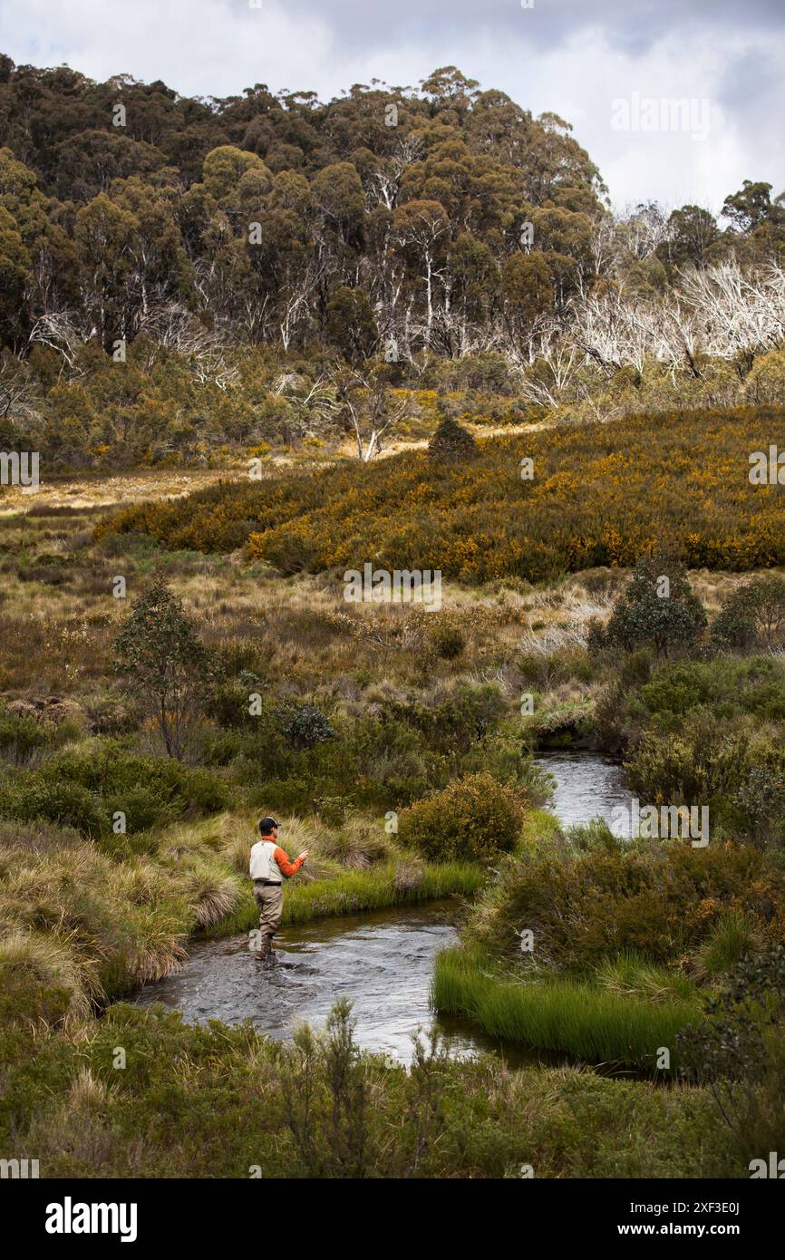 Pêche à la mouche dans les ruisseaux alpins des Snowy Mountains d'Australie Banque D'Images