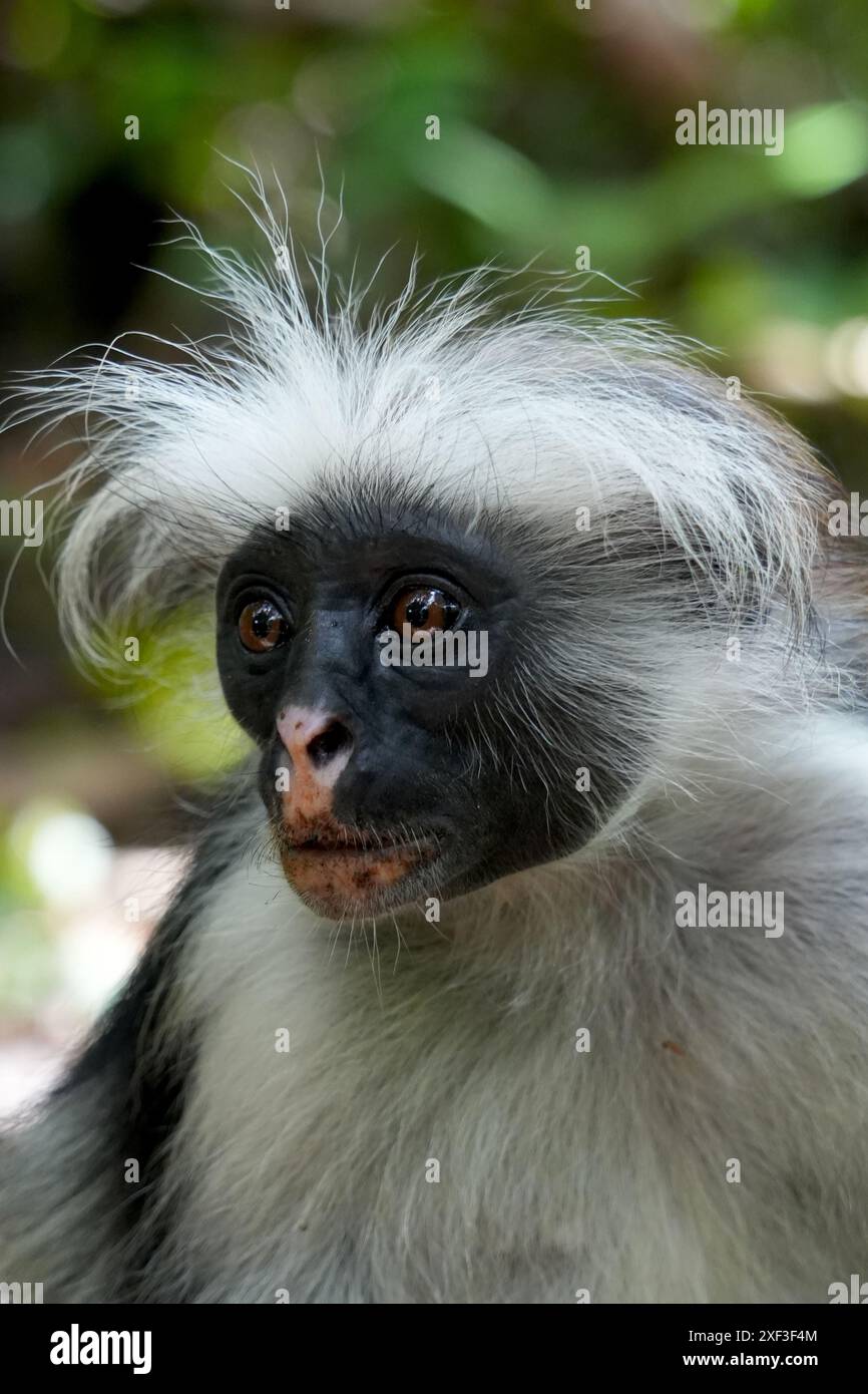 Colobus rouge de Zanzibar (Piliocolobus kirkii) observé dans la forêt de Jozani, Zanzibar, Tanzanie. Banque D'Images