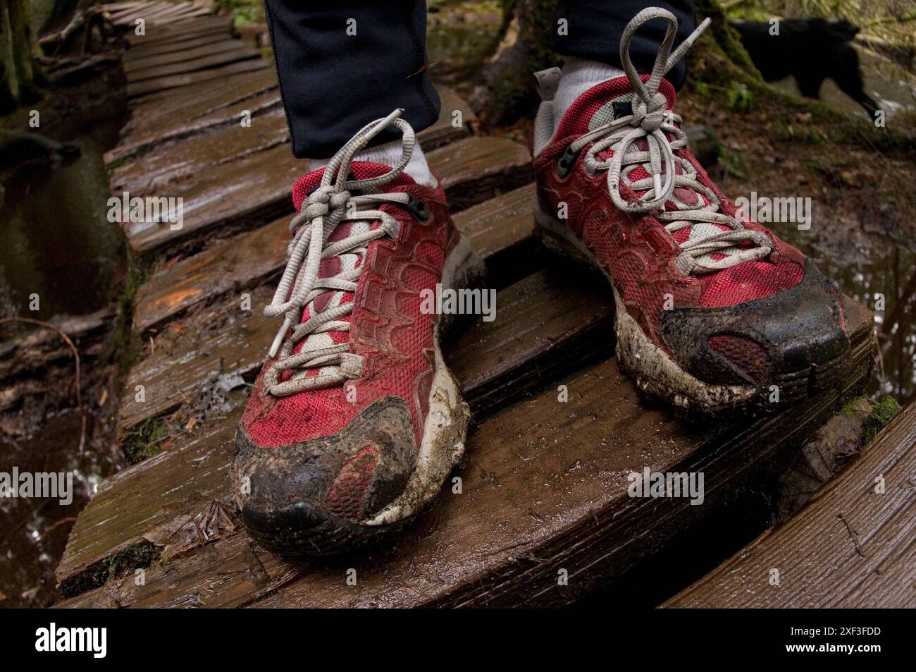 Trail running. Seymour Mountain, North Vancouver, Colombie-Britannique, Canada Banque D'Images