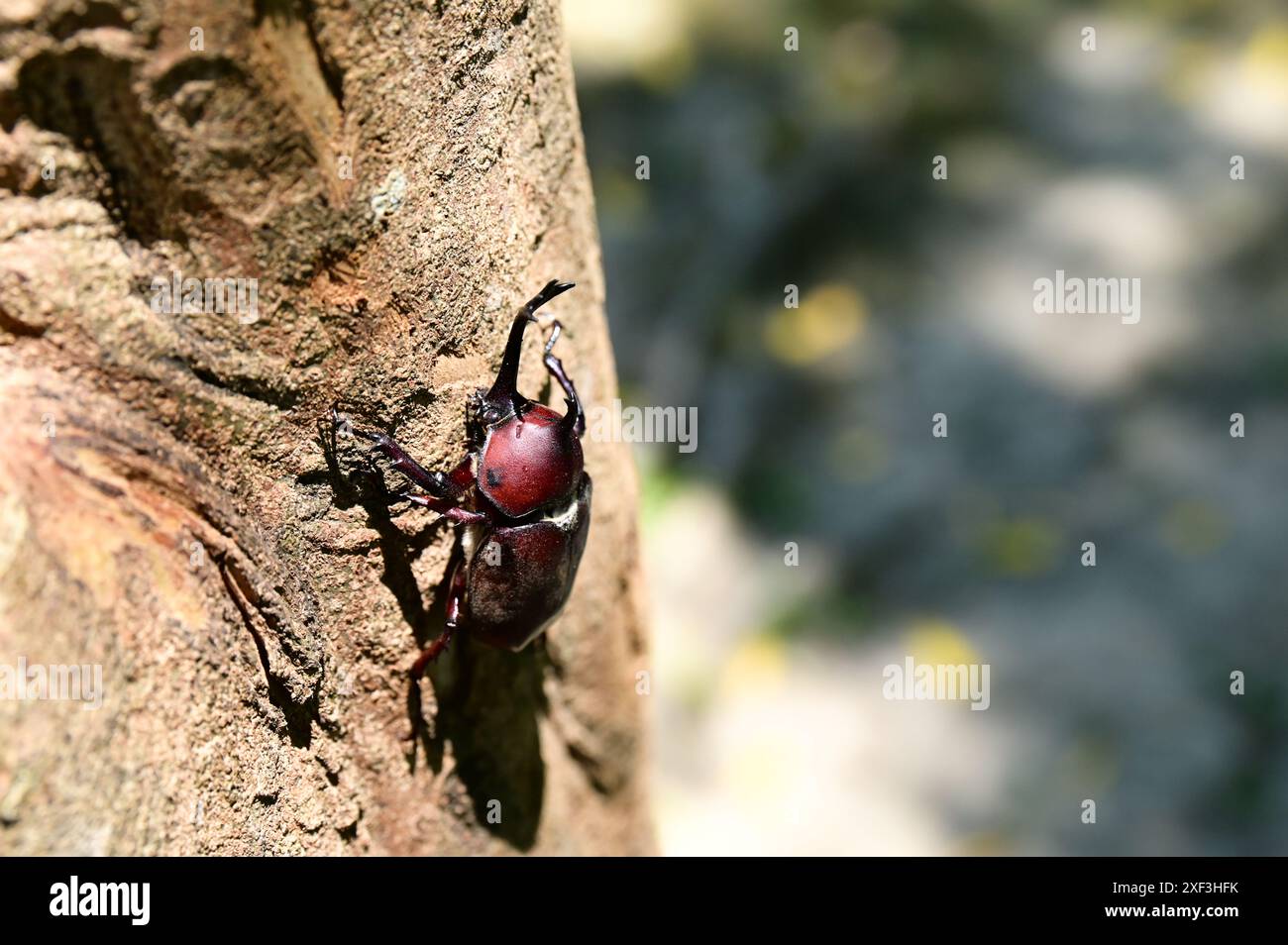 Chaque été, Allomyrina dichotoma se réunit sur les arbres Fraxinus pour se nourrir de sève douce, créant une scène naturelle captivante en Asie de l'est et du Sud-est Banque D'Images