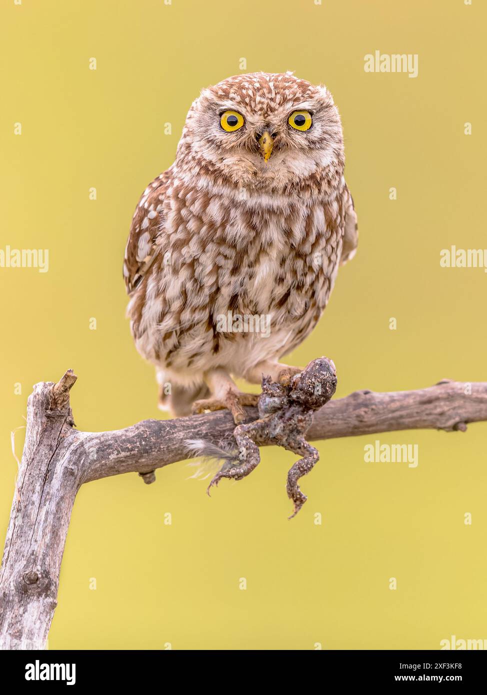 Petite chouette (Athene noctua) oiseau nocturne perché sur branche avec fond lumineux et proie grenouille en griffe. Scène animalière de la nature en Europe. Banque D'Images
