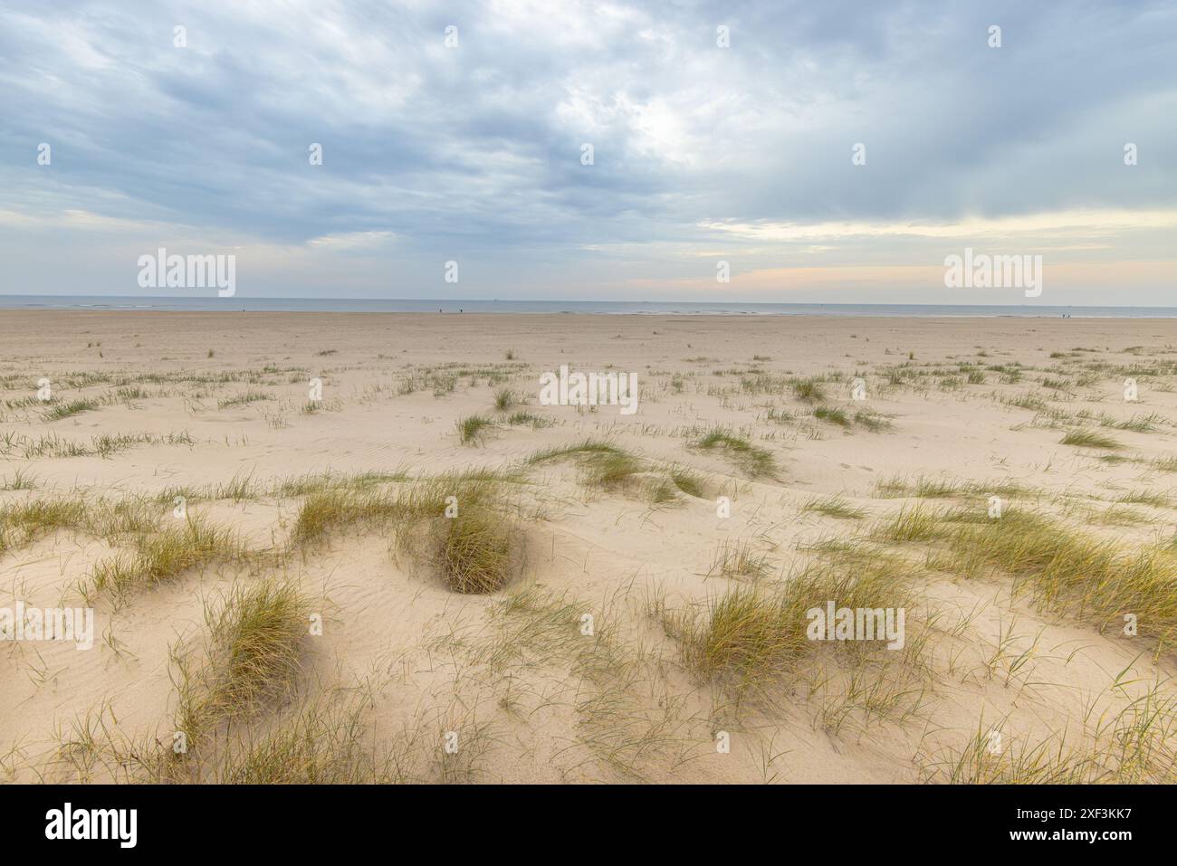 Perspective sur la côte Dune vue sur la côte néerlandaise de la mer du Nord au coucher du soleil. Paysage scène de la nature en Europe. Banque D'Images