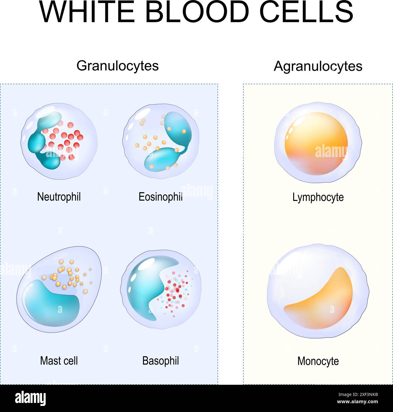 Granulocytes et Agranulocytes. Globules blancs. Deux types de leucocytes. Gros plan des cellules du système immunitaire lymphocyte, monocyte, neutrophile, éosine Illustration de Vecteur