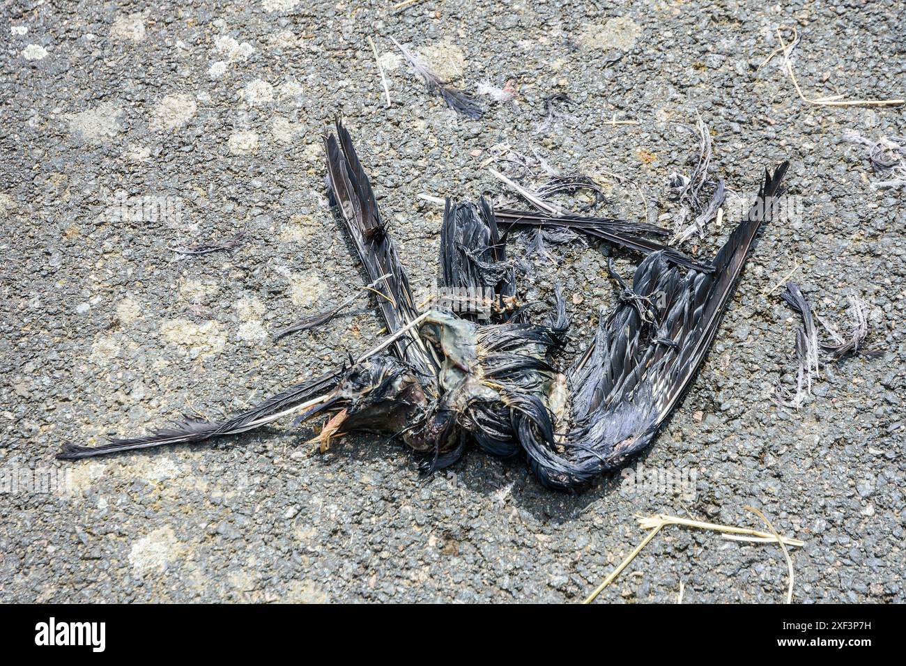 Restes de corbeau mort à moitié mangé sur la route - France. Banque D'Images