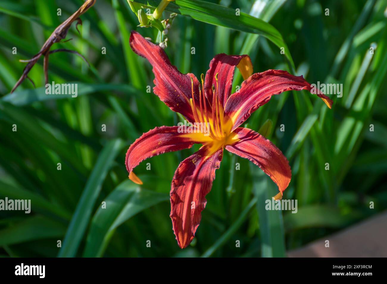 Belle vue rapprochée d'une fleur d'Hemerocallis rouge d'automne Banque D'Images