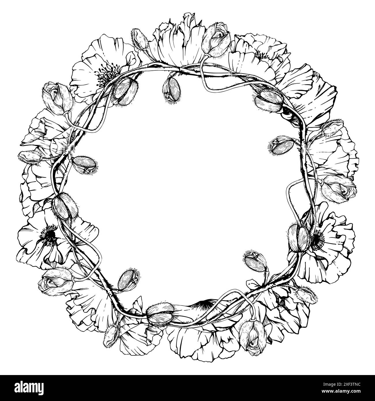 Feuilles de fleurs d'illustration botanique graphique vectorielle dessinées à la main. Papave de coquelicot rouge, tiges bourgeons graines. Cadre de couronne isolé fond blanc Illustration de Vecteur