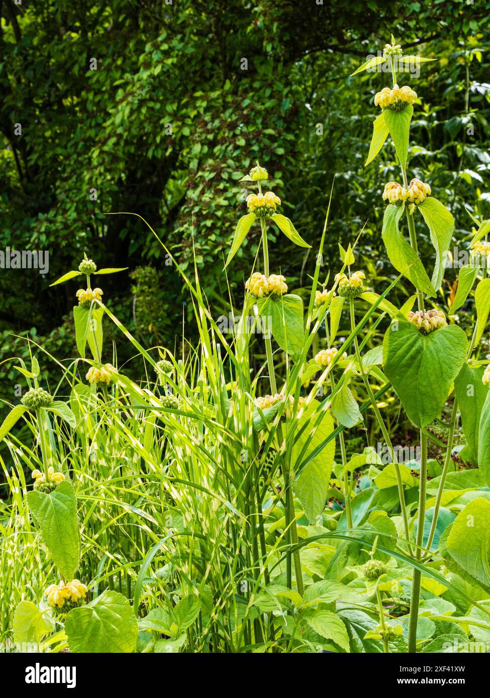 Les fleurs jaunes de Phlomis russeliana contrastent avec les bandes jaunes de Miscanthus sinensis 'Gold Bar' dans une bordure d'été Banque D'Images