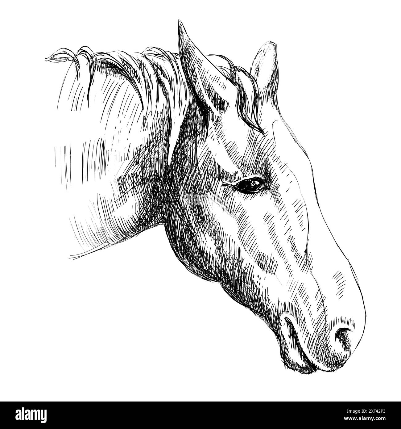 croquis vectoriel de la tête d'un cheval. illustration dessinée à la main Illustration de Vecteur