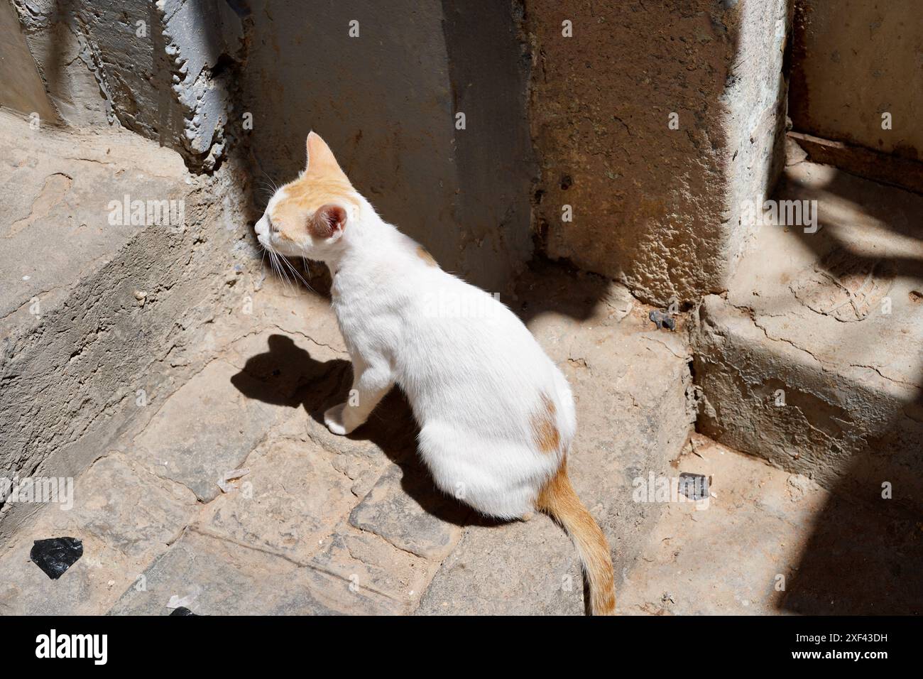 Chat errant solitaire sur des marches de pierre dans la Kasbah d'Alger Banque D'Images